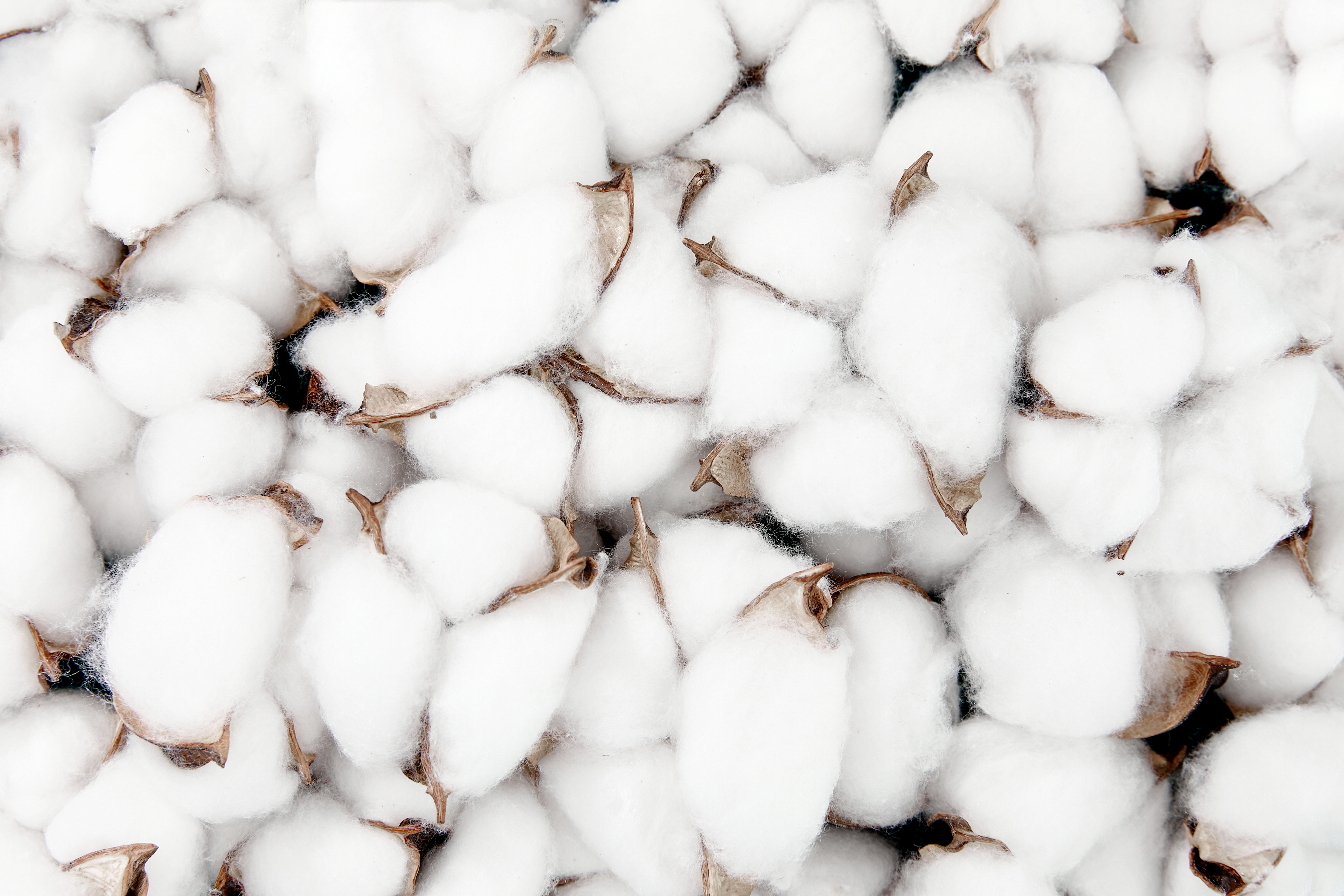 Cotton Field